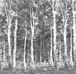Фотообои Woods 270*265