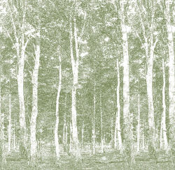 Фотообои Woods 270*265