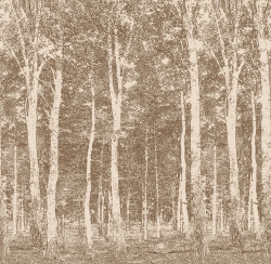 Фотообои Woods 270*265