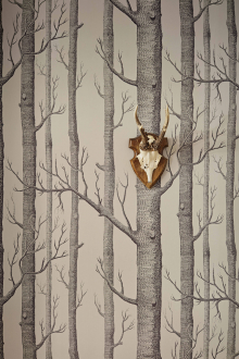 Обои Woods