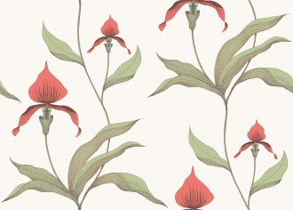 Обои Orchid