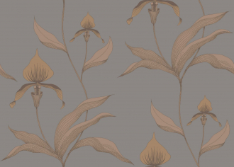 Обои Orchid