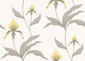 Обои Orchid