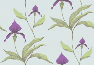 Обои Orchid