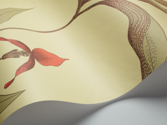 Обои Orchid