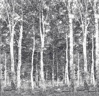 Фотообои Woods 270*265