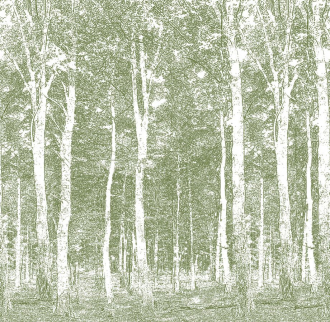 Фотообои Woods 270*265
