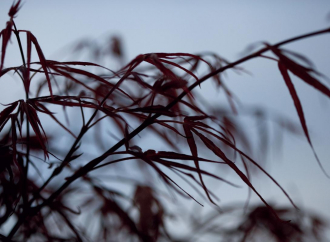 Фотообои Leaves 360*265