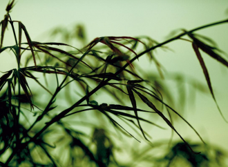 Фотообои Leaves 360*265