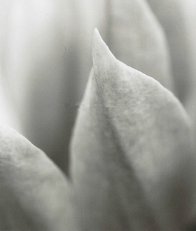 Фотообои Tulip 225*265